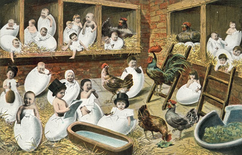 Tavuk kafesinde yumurtadan çıkan bebekler by French Photographer