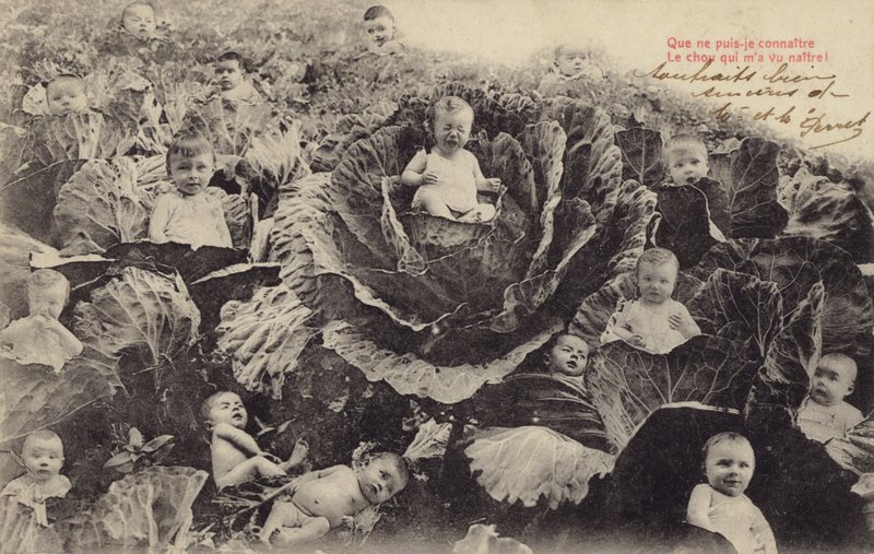 Lahana yamasındaki bebekler (fotokolaj) by French Photographer