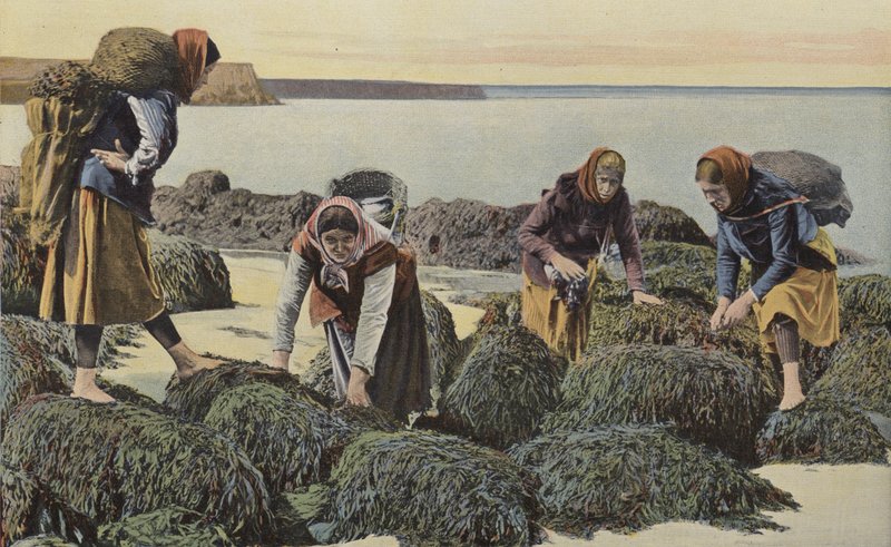 Boulogne-sur-Mer, Midye çeşitleri by French Photographer