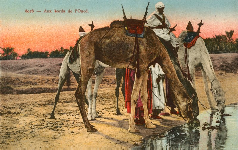 Cezayir, Oued nehrinin kenarında su içen develer by French Photographer