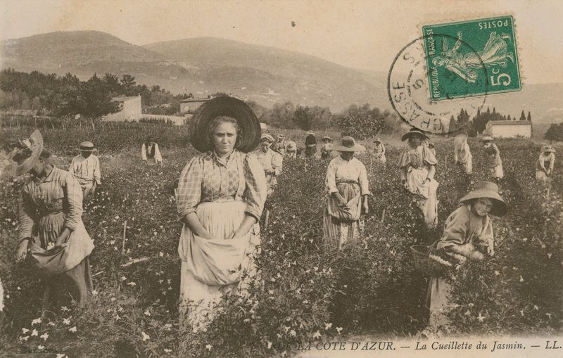 Cote dAzur, Yasemin toplamak. 1913 yılında gönderilen kartpostal. by French Photographer