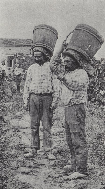 Üzüm toplayıcıları iş başında (s/b fotoğraf) by French Photographer