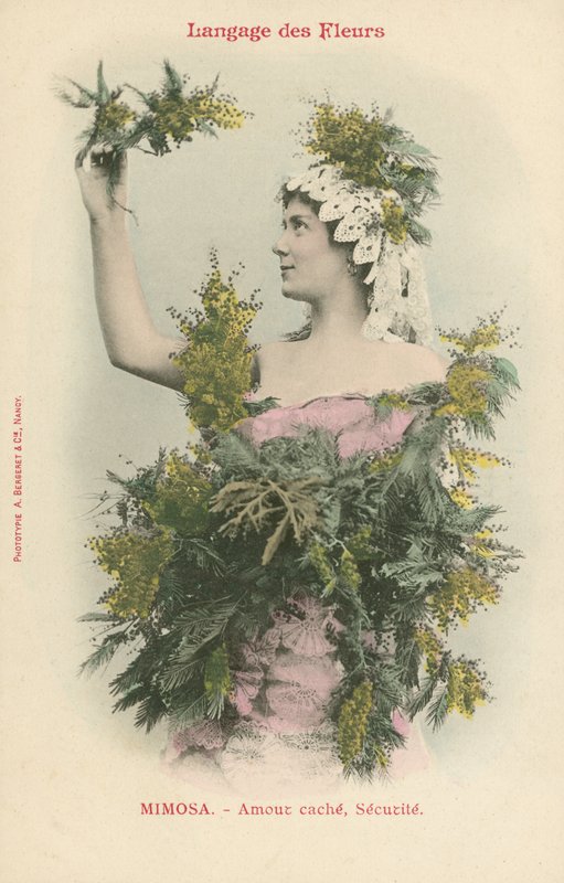 Çiçeklerin Dili, Mimoza (renkli fotoğraf) by French Photographer