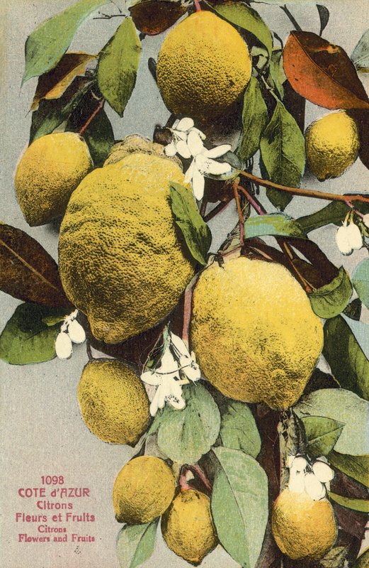 Limon ve limon çiçekleri (renkli fotoğraf) by French Photographer