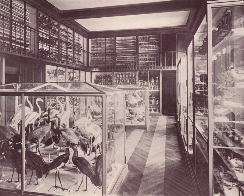 Paris: Kuşlar Galerisi, Doğa Tarihi Müzesi (s/b fotoğraf) by French Photographer