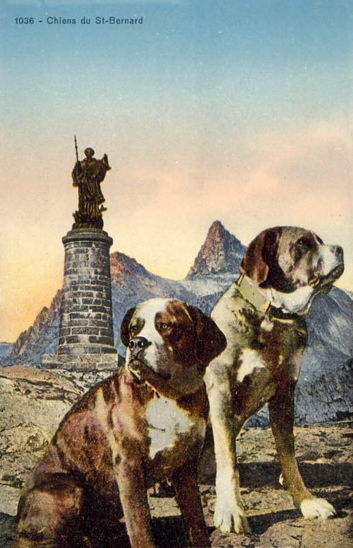 Aziz Bernard Köpekleri by French Photographer