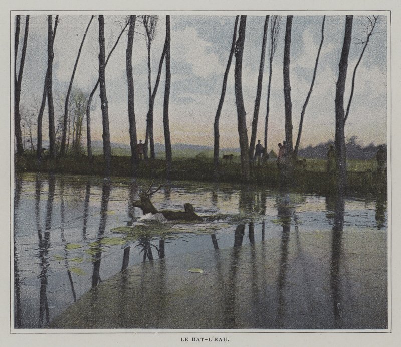 Avdan kaçmak için yüzen geyik (renkli fotoğraf) by French Photographer