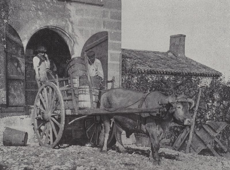 Hasat edilen üzümlerin kağnı ile taşınması (s/b fotoğraf) by French Photographer