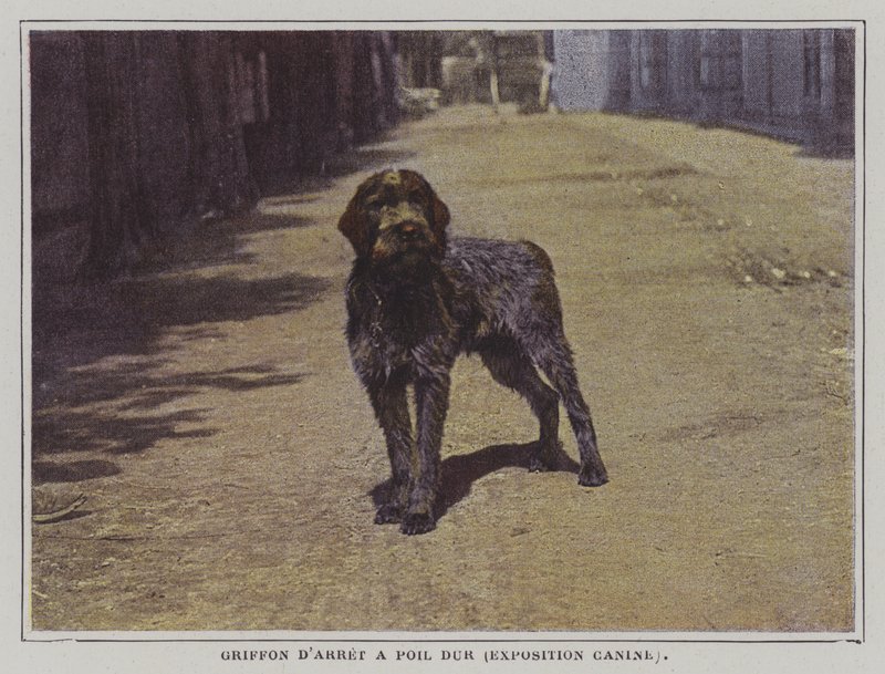 Wirehaired İşaret Griffon (renkli fotoğraf) by French Photographer