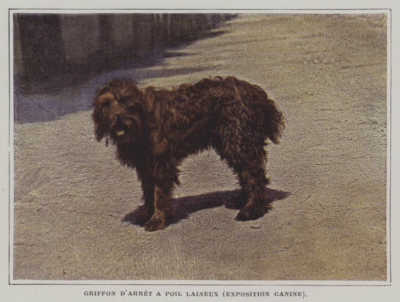 Yünlü Saçlı İşaret Griffon (renkli fotoğraf) by French Photographer