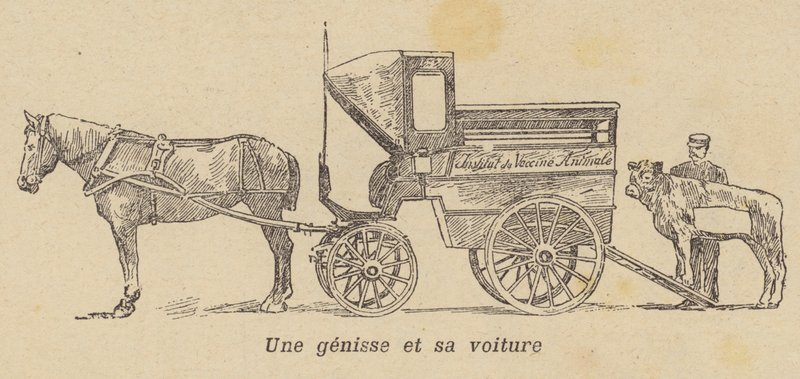 Bir vagona yüklenen bir düve (lito) by French School