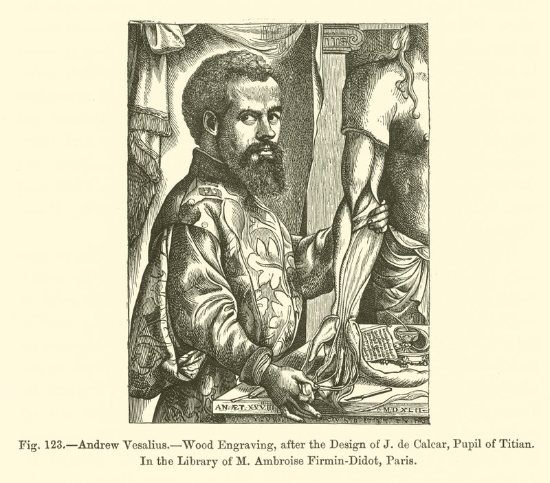Andrew Vesalius (gravür) by French School