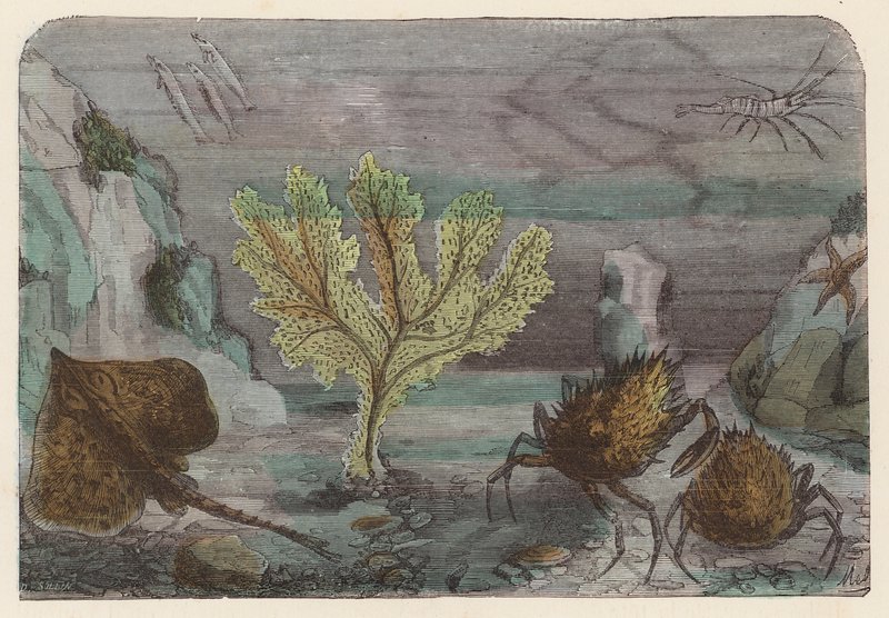 Akvaryum (renkli gravür) by French School