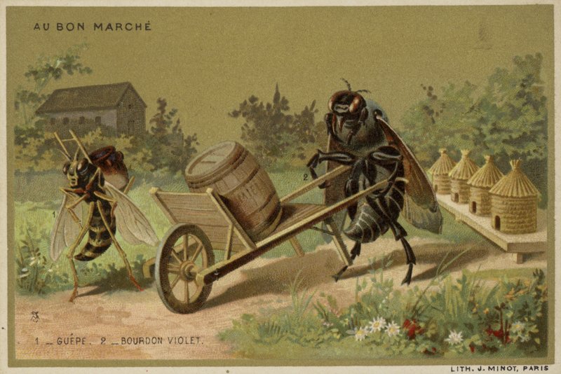 Antropomorfik böcekleri içeren Au Bon Marche kartları by French School
