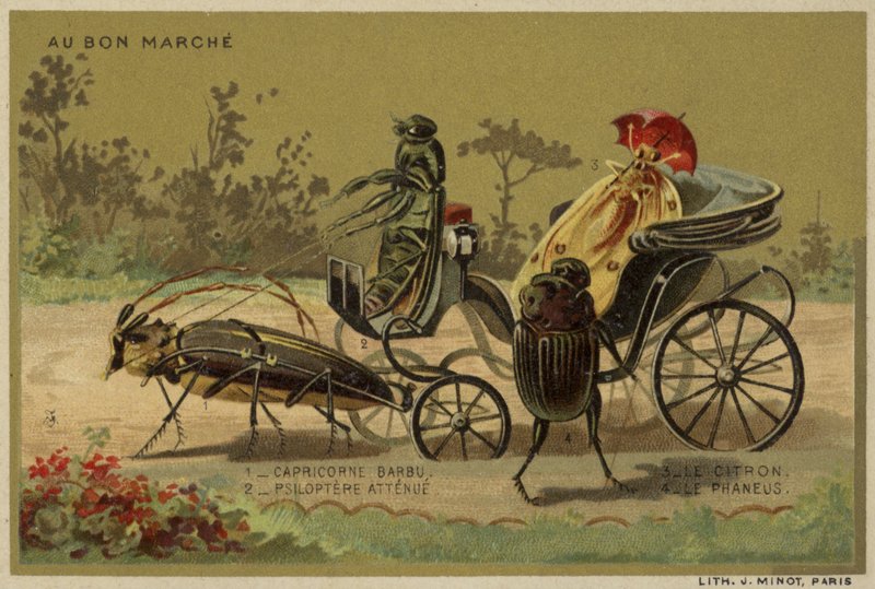 Antropomorfik böcekleri içeren Au Bon Marche kartları by French School