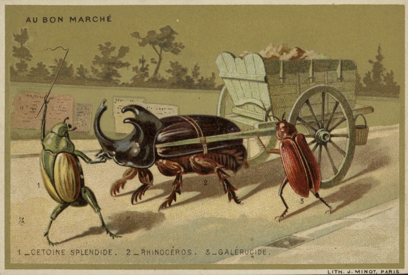 Antropomorfik böcekleri içeren Au Bon Marche kartları by French School