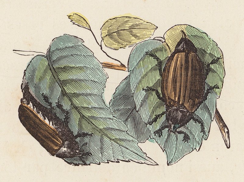 Yapraklardaki böcekler (renkli gravür) by French School