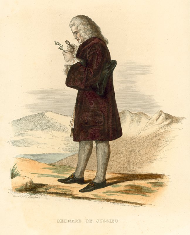 Bernard de Jussieu (renkli gravür) by French School
