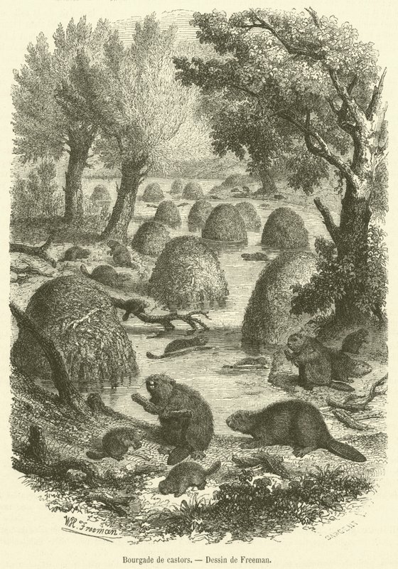 Bourgade tekerlekler (gravür) by French School