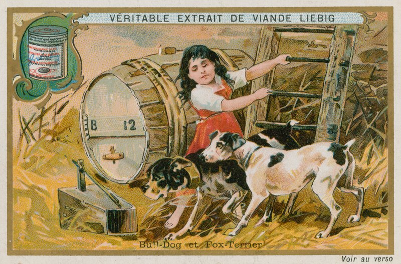 Bulldog ve Tilki Teriyeri by French School