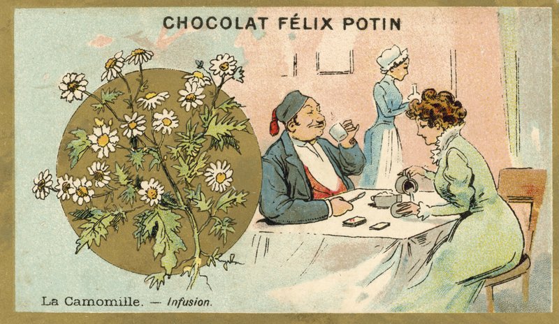 Papatya çayı by French School