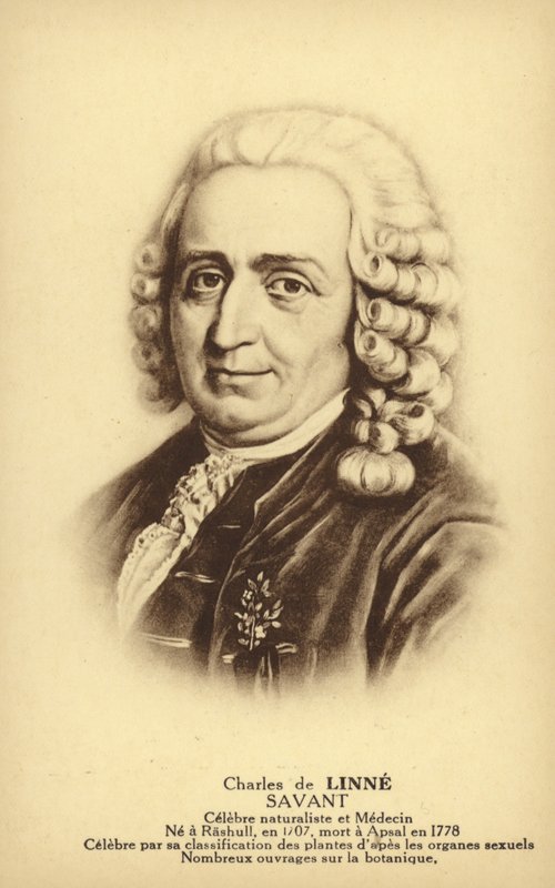 Carl Linnaeus (1707-1778), İsveçli botanikçi ve zoolog (lito) by French School
