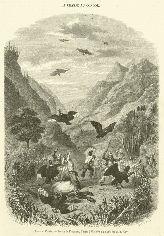 Akbaba Avı (gravür) by French School