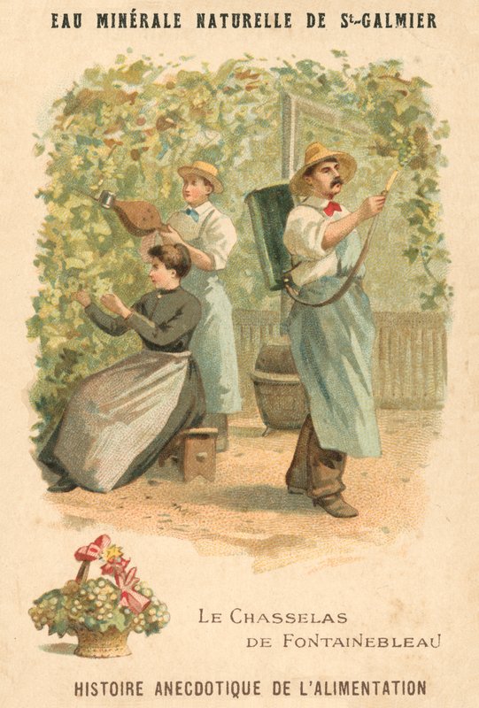 Chasselas de Fontainebleau üzümleri (chromolitho) by French School