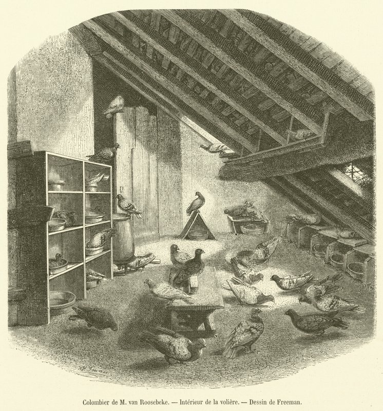 Colombier de M van Roosebeke, Interieur de la kuş kafesi (gravür) by French School