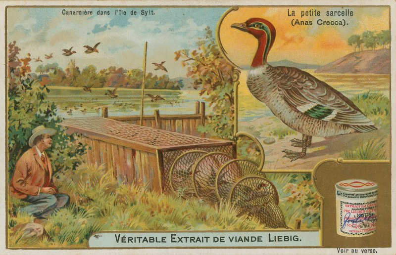 Ortak Deniz mavisi; ördek yakalamak by French School