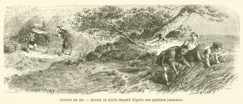 Pirinç ekimi (gravür) by French School