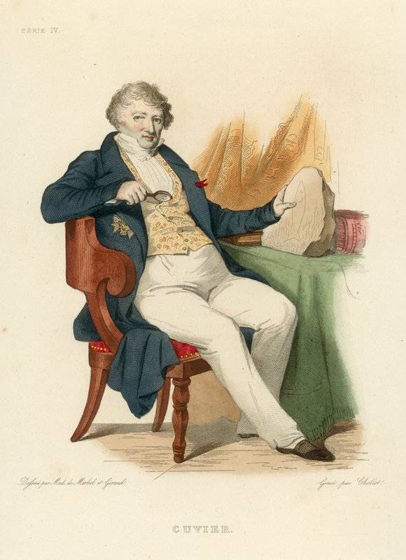 Cuvier (renkli gravür) by French School