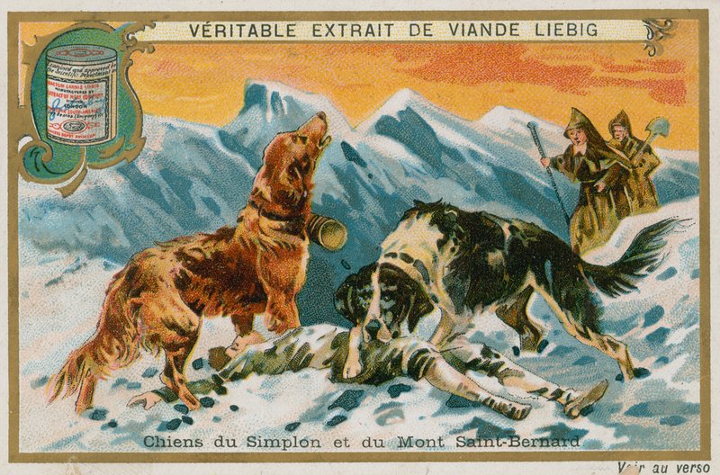 Simplon ve Mont St Bernard Köpekleri by French School