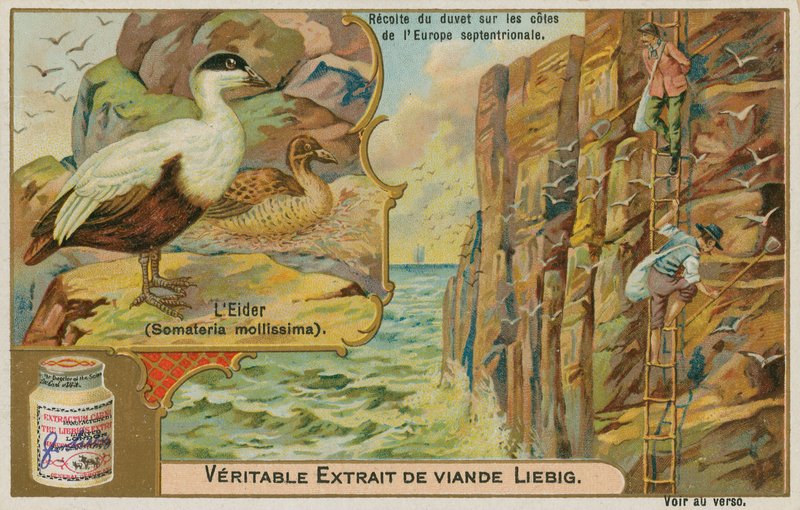 Eider Ördeği; Eider