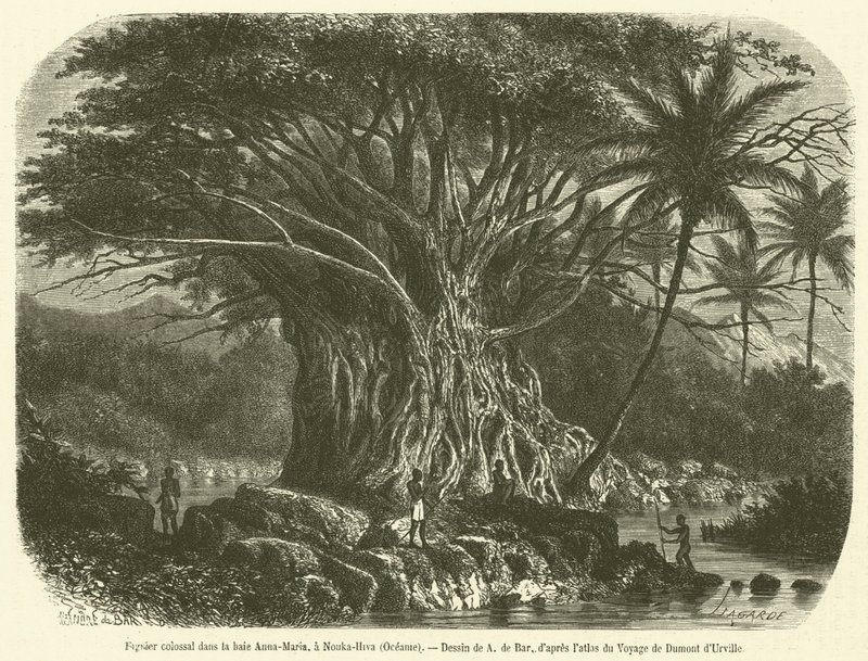 Anna-Maria koyunda devasa incir ağacı, Nouka-Hiva, Okyanusya (gravür) by French School