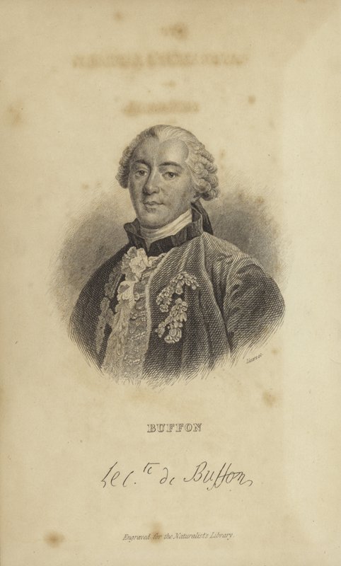 Georges-Louis Leclerc, Buffon Kontu by French School