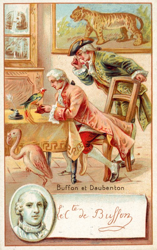 Georges-Louis Leclerc, Comte de Buffon ve Louis-Jean-Marie Daubenton, Fransız doğa bilimcileri (chromolitho) by French School