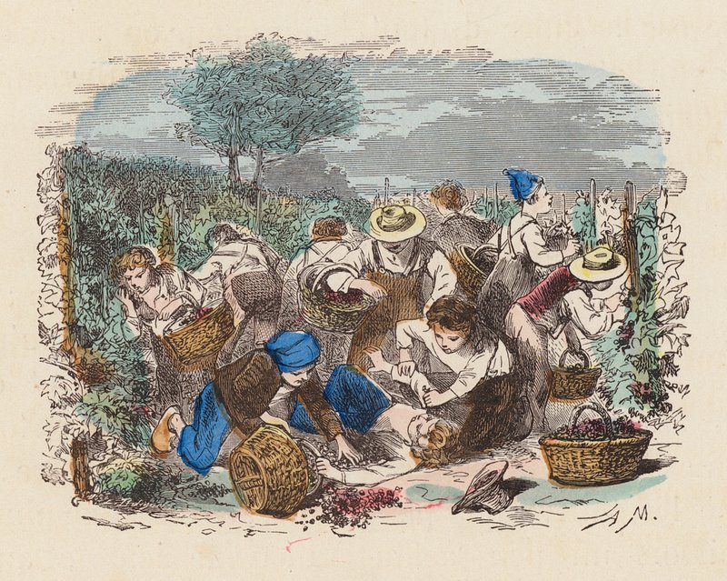 Bağda üzüm toplama (renkli gravür) by French School