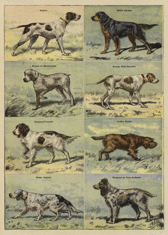 Silah köpekler by French School