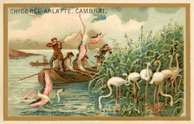 Av flamingoları, İspanya (chromolitho) by French School