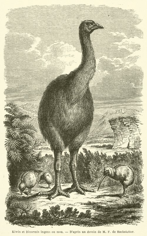 Kivi ve Dinormis büyük ou moa (gravür) by French School