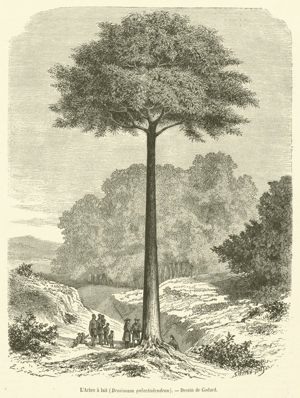 Süt ağacı, Brosimum galaktodendron (gravür) by French School