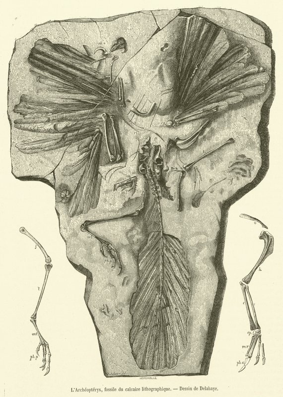 Archaeopteryx, litografik kireçtaşından fosil (gravür) by French School