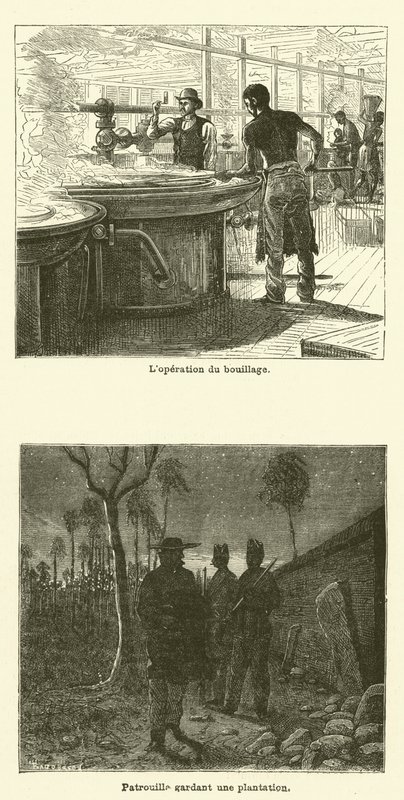 Şeker Kamışı (gravür) by French School