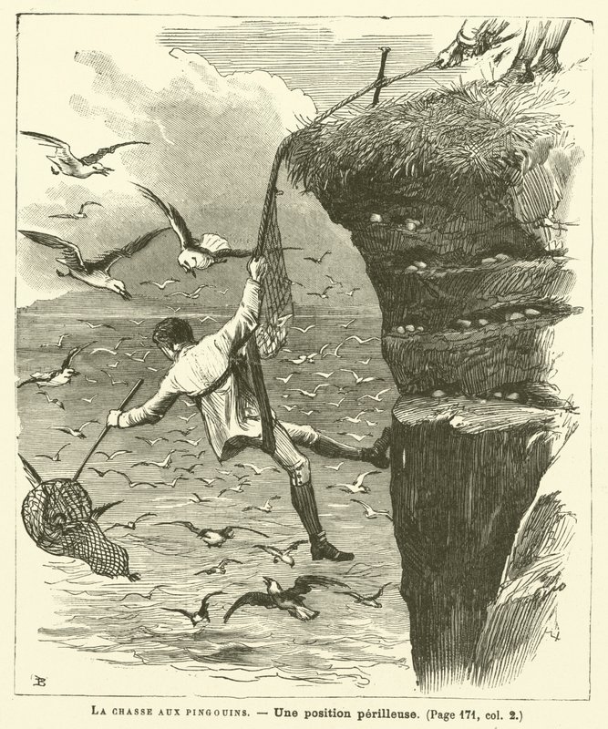 Penguen Avı (gravür) by French School