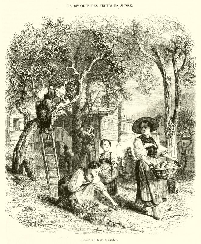 İsviçre'de Meyve Hasadı (gravür) by French School