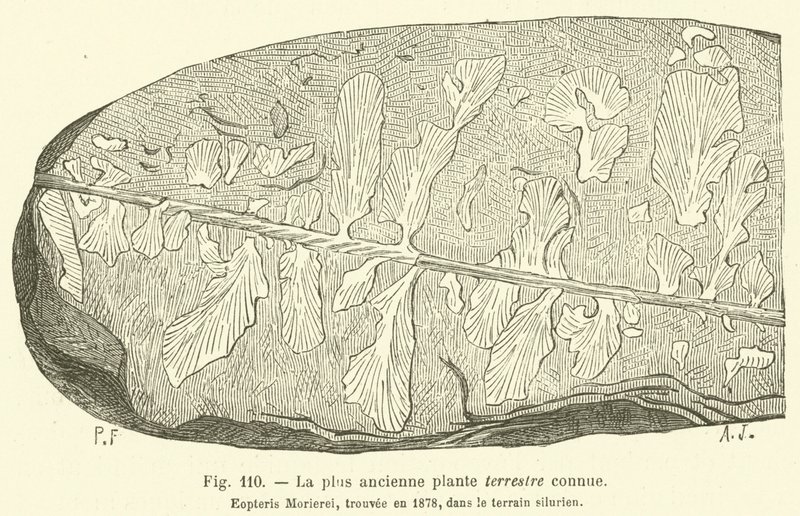 Bilinen en eski karasal bitki (gravür) by French School