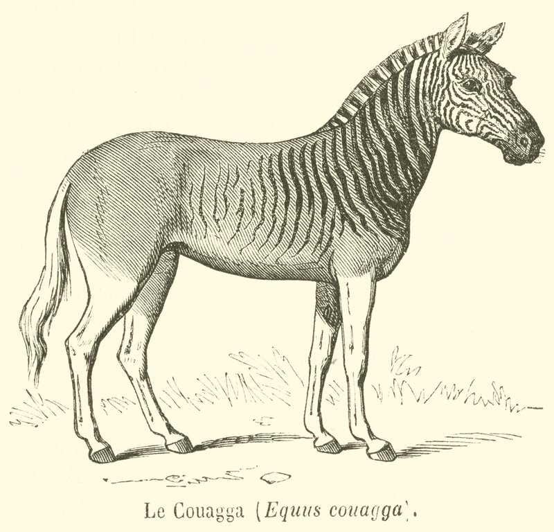 Le Couagga, Equus couagga (gravür) by French School