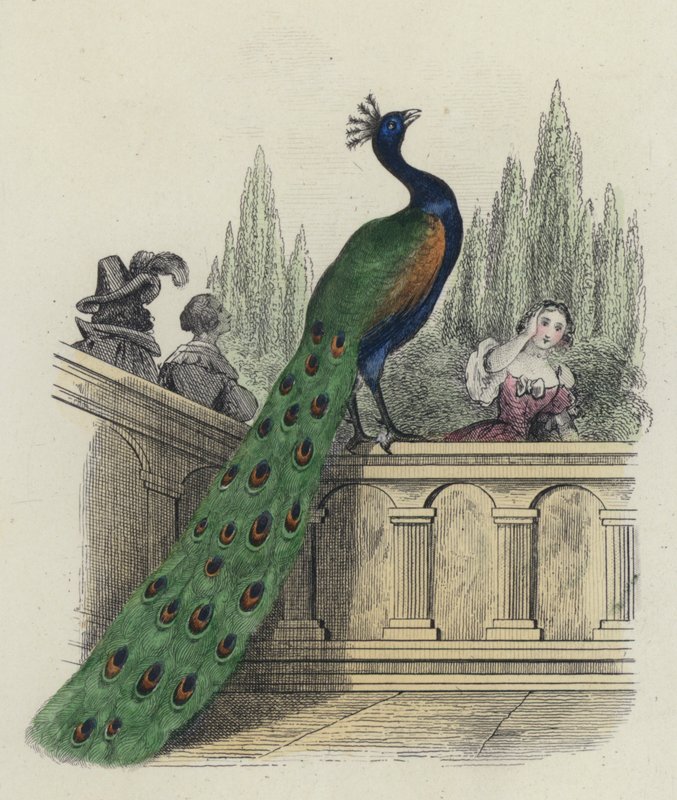 Tavus Kuşu Juno