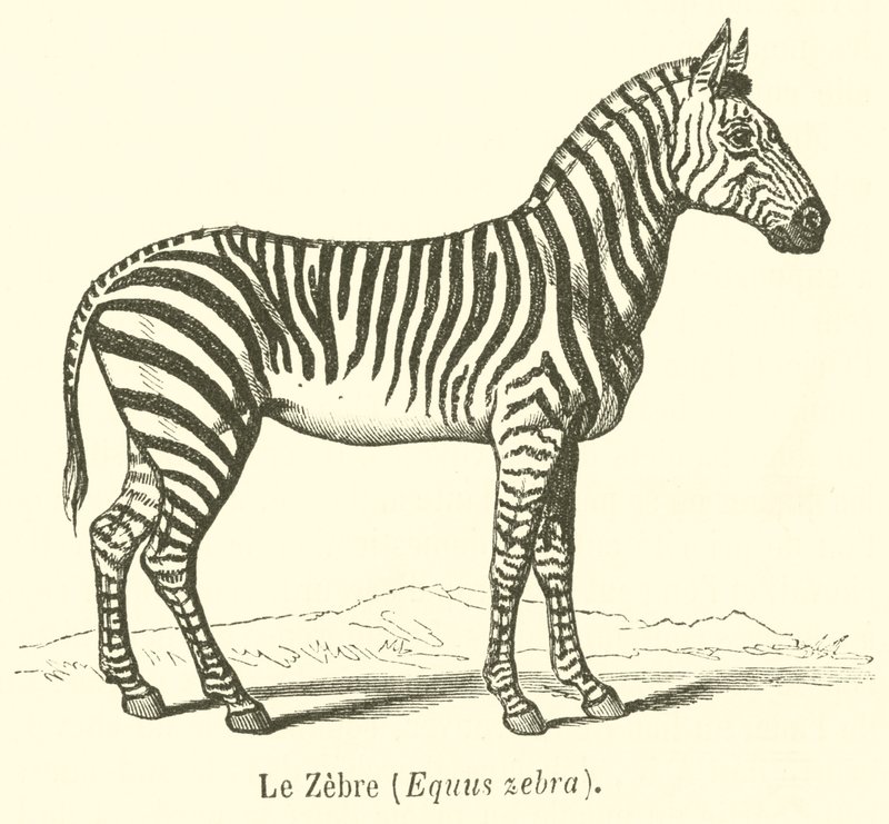 Zebralar, Equus zebra (gravür) by French School